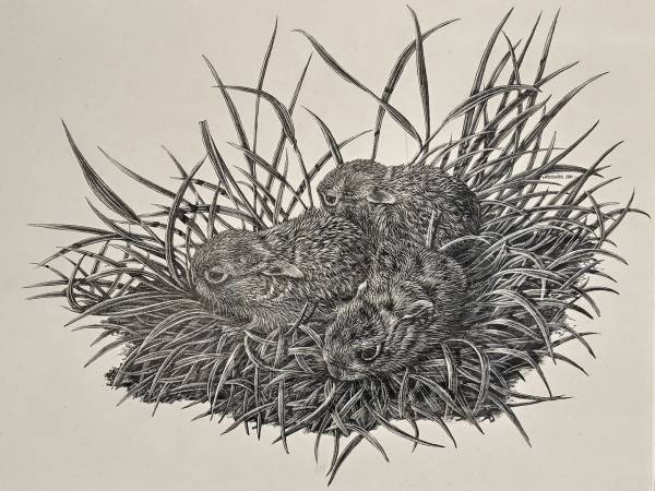 - a , Ink, Paper drawing by Nicholas Smith, measuring 20 x 25 cm (H x W) framed at 35 x 43 cm £250